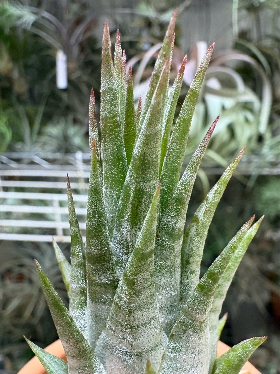観葉植物 ハ*可様 イオナンタ ドミンゴズ ストライプス