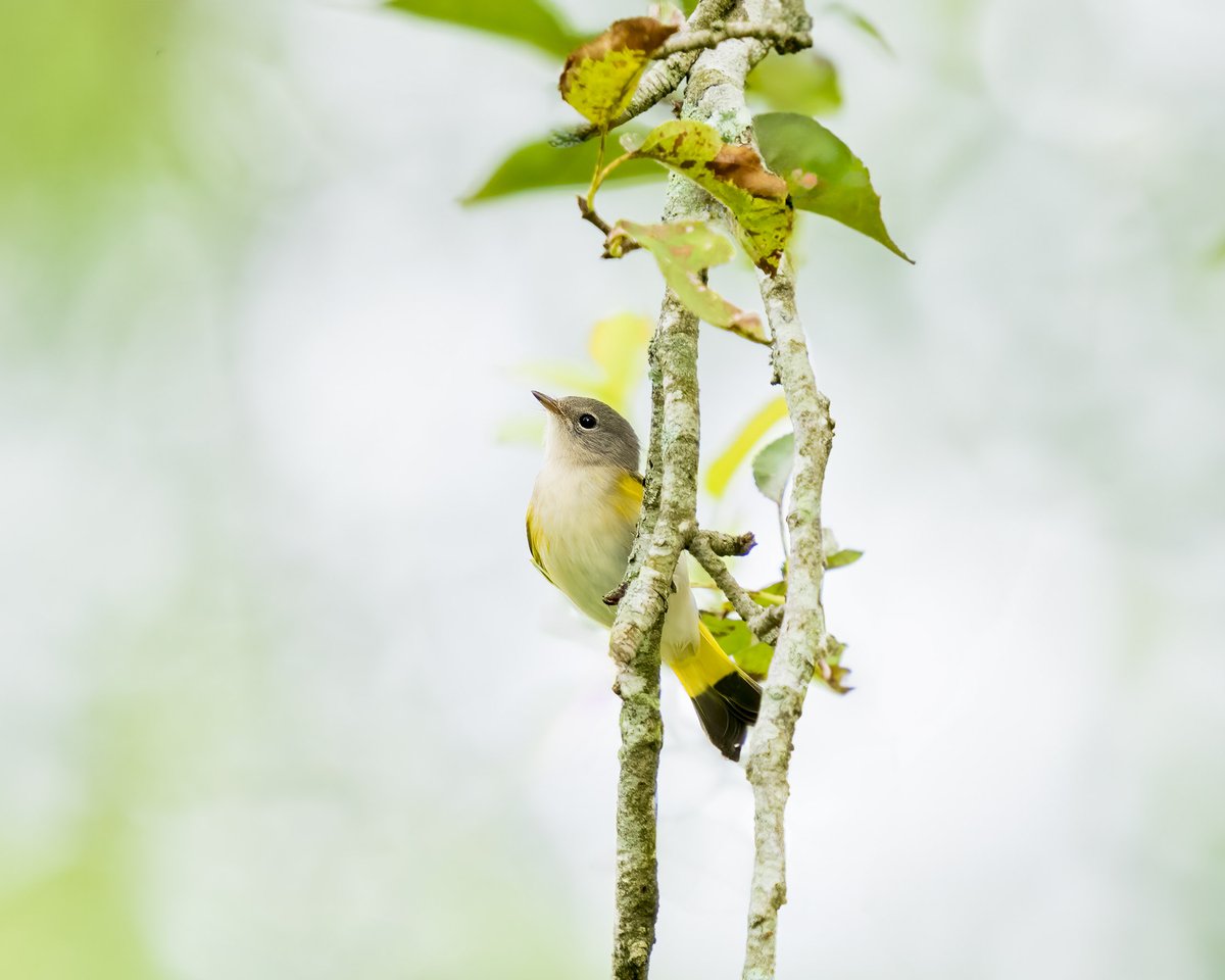 Phil_JKD's tweet photo. #PhotoChallenge #smallbirds 1) female cardinal 2) male bluebird 3) palm warbler 4) young female American Redstart https://t.co/KIdx6CukUy
