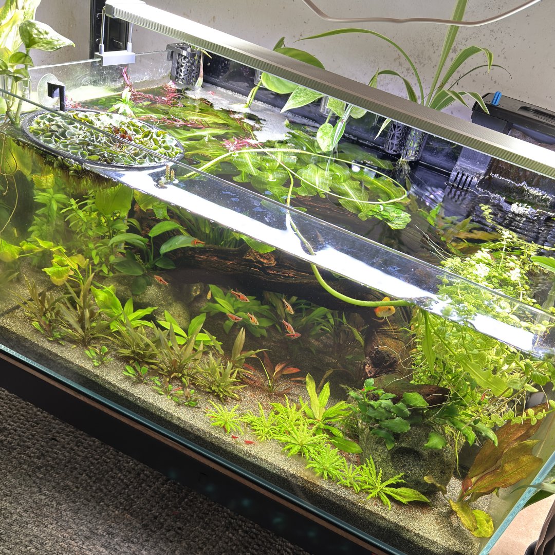 GlassBoxDiaries's tweet photo. 125-Day Planted Aquarium Update (Inert Sand, No CO₂, No Root Tabs)

This is my 70-litre (18 US gallon) planted aquarium, now 125 days old and home to two honey gouramis, nine lambchop rasboras, and a colony of mixed-line Neocaridina shrimp.

The tank uses inert sand with no root tabs, a Seachem Tidal 35 filter, and a Chihiros B Series light. I moved the honey gouramis over a couple of weeks ago, and they've settled in perfectly. One has claimed the back left corner, the other the back right, and one has already started building a bubble nest.

The lambchop rasboras are doing well too, and I'm thinking about increasing the group soon. I was originally considering adding Panda Corydoras, but I'm now leaning more towards moving my ember tetras and pygmy corydoras over from another aquarium instead.

The "Skittles" Neocaridina colony originally included red, orange, yellow, and blue lines. Apart from the reds, most have gradually lost their colour over time, although they still produce some really interesting wild-type shrimp.

Overall, I'm really happy with how the plants are progressing. I recently added an Echinodorus 'Aflame', which is supposed to be an easy red sword plant, so it'll be interesting to see how it performs over the coming months.

The standout plant has to be the Aponogeton ulvaceus. Most nurseries recommend growing it in a nutrient-rich substrate, yet it's thriving in plain inert sand and has already produced both runners and a flower.

Several other plants that are usually considered heavy root feeders are doing well too, including all of the Cryptocoryne species and most of the Echinodorus swords, although my Echinodorus 'Tricolour' is still taking its time.

The houseplants are starting to fill in nicely as well, with spider plants, Epipremnum, and Philodendron all taking advantage of the warmer summer weather.

The only real challenge at the moment is algae.

I'm fairly sure it's being fuelled by excess organics released as the Centurion wood decomposes, but thankfully it's gradually becoming less of an issue as the tank continues to mature.

PLANT LIST

Rotala Blood Red SG
Hygrophila Polysperma
Hygrophila Compact
Lindernia Rotundifolia
Pogostemon Helferi
Echinodorus Reni
Echinodorus Regine Hilderbrandt
Echinodorus Aflame
Echinodorus Tricolor
Cryptocoryne Undulata 'Broad Leaf'
Cryptocoryne Beckettii Petchii Pink
Cryptocoryne Lutea Hobbit
Aponogeton Ulvaceus
Nymphaea Aquatica
Anubias Nana Kirin
Anubias Stardust
Salvinia Cucullata

#aquarium  #fishtank  #fishkeeping  #tropicalfish  #lowtechtank