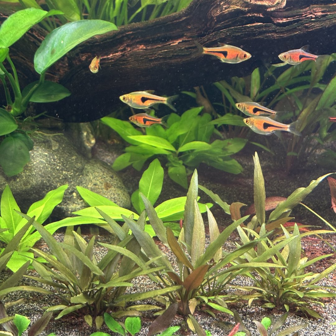 GlassBoxDiaries's tweet photo. 125-Day Planted Aquarium Update (Inert Sand, No CO₂, No Root Tabs)

This is my 70-litre (18 US gallon) planted aquarium, now 125 days old and home to two honey gouramis, nine lambchop rasboras, and a colony of mixed-line Neocaridina shrimp.

The tank uses inert sand with no root tabs, a Seachem Tidal 35 filter, and a Chihiros B Series light. I moved the honey gouramis over a couple of weeks ago, and they've settled in perfectly. One has claimed the back left corner, the other the back right, and one has already started building a bubble nest.

The lambchop rasboras are doing well too, and I'm thinking about increasing the group soon. I was originally considering adding Panda Corydoras, but I'm now leaning more towards moving my ember tetras and pygmy corydoras over from another aquarium instead.

The "Skittles" Neocaridina colony originally included red, orange, yellow, and blue lines. Apart from the reds, most have gradually lost their colour over time, although they still produce some really interesting wild-type shrimp.

Overall, I'm really happy with how the plants are progressing. I recently added an Echinodorus 'Aflame', which is supposed to be an easy red sword plant, so it'll be interesting to see how it performs over the coming months.

The standout plant has to be the Aponogeton ulvaceus. Most nurseries recommend growing it in a nutrient-rich substrate, yet it's thriving in plain inert sand and has already produced both runners and a flower.

Several other plants that are usually considered heavy root feeders are doing well too, including all of the Cryptocoryne species and most of the Echinodorus swords, although my Echinodorus 'Tricolour' is still taking its time.

The houseplants are starting to fill in nicely as well, with spider plants, Epipremnum, and Philodendron all taking advantage of the warmer summer weather.

The only real challenge at the moment is algae.

I'm fairly sure it's being fuelled by excess organics released as the Centurion wood decomposes, but thankfully it's gradually becoming less of an issue as the tank continues to mature.

PLANT LIST

Rotala Blood Red SG
Hygrophila Polysperma
Hygrophila Compact
Lindernia Rotundifolia
Pogostemon Helferi
Echinodorus Reni
Echinodorus Regine Hilderbrandt
Echinodorus Aflame
Echinodorus Tricolor
Cryptocoryne Undulata 'Broad Leaf'
Cryptocoryne Beckettii Petchii Pink
Cryptocoryne Lutea Hobbit
Aponogeton Ulvaceus
Nymphaea Aquatica
Anubias Nana Kirin
Anubias Stardust
Salvinia Cucullata

#aquarium  #fishtank  #fishkeeping  #tropicalfish  #lowtechtank