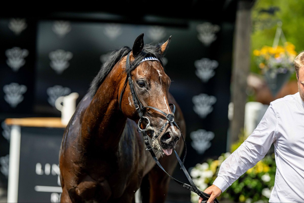 LingfieldPark's tweet photo. The @SkySportsRacing Sky 415 Novice Stakes (Class 3) (GBB Race)  

🥇Perfect Nation

🥈Drum Bay 

🥉Cavalier

Winning Jockey: @loughnane_billy 
Winning Trainer: @gbougheyracing 
Winning Owner: @BasherWatts 
📷:@dcoolimages https://t.co/t9kNbBapiO