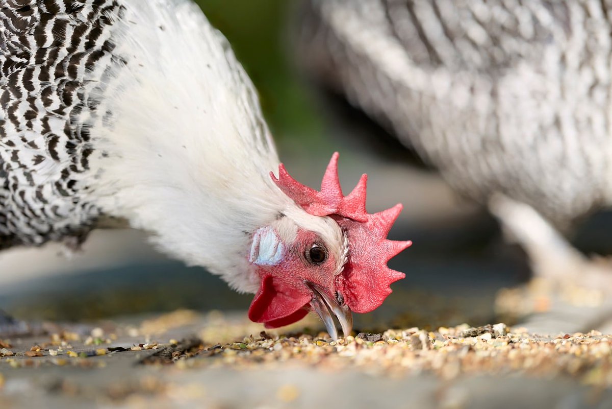 annettefranz's tweet photo. A healthy herd doesn't thrive on movement alone. It needs nourishment. Learn more in the latest issue of Farm to Executive Table newsletter: Issue #26: Feed and Water – What Employees Need to Sustain Performance https://t.co/5kHQ3sD47J https://t.co/4Aa9rsmVWJ