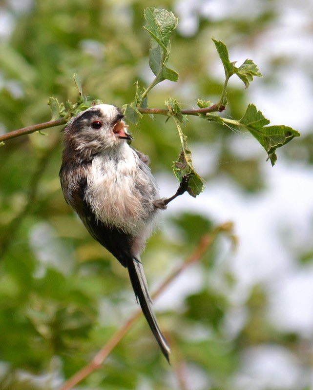 LorraineWillis1's tweet photo. @aHeartSoFull Todayβs photo challenge: #SmallBirds
1. Long Tailed Tit
2. Robbin
3. Dunnock
4. Willow Tit https://t.co/h1NksdHA4d
