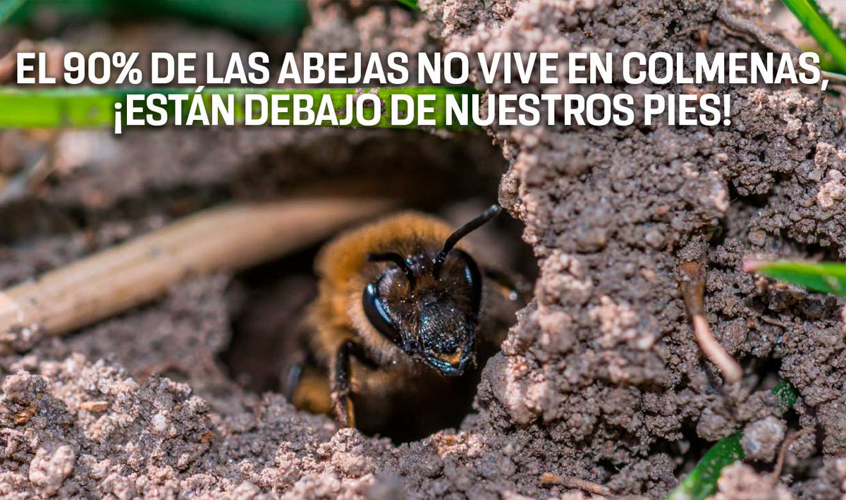 UNAM_MX's tweet photo. Muchas abejas solitarias construyen sus nidos bajo tierra. Como no producen miel aprovechable comercialmente ni viven en colmenas visibles, suelen pasar desapercibidas incluso en los programas de conservación. Aquí la información > https://t.co/aogbPGTiRS https://t.co/LjxO80l5Ql