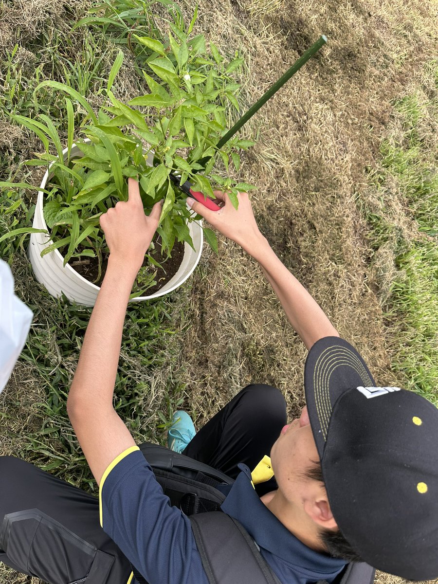 pikapika_ride's tweet photo. 先週末の里山コース、お野菜が少しずつ実り始めていました🌱

今週末の駅前イベントに向けて、コースの草刈りを進めています‼️
草の刈り高を少し残して、コースの見やすさと緑のコントラストを両立してみました✨

午後は比較的ゆったりご案内できます🫡
ご予約・ご来場お待ちしております🏍️💨 https://t.co/cBQxs8Euww