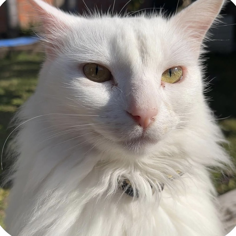 aldibelen_'s tweet photo. siempre tuve gatos, pero nunca tuve una que se porte tan mal como esta chabona https://t.co/8GFg3JND4I