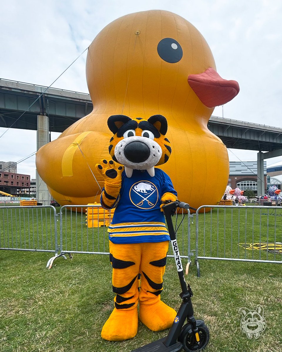 Sabretooth_NHL's tweet photo. This is the quacks meow. 🐤 https://t.co/6J0x0xX1i6