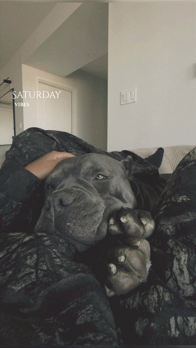 ella1451823's tweet photo. Come satisfy your fantasy as you watch me get knotted by my beast 🐶🐾Curiousity ride to adventures  Tele:@Knottyjoy

#Zook9  #doglover #k9girl #dogsdoitbetter #chudai #taboo #zoolover#Dogs #dogknot #zoophilia #beastiality #Creampies  #DogsAreFamily #USA #doglovers #pawlove #dog https://t.co/AMPiOXDCw0