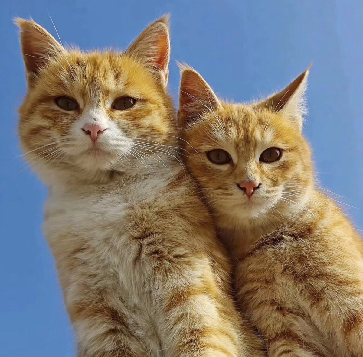 DailyCatsX's tweet photo. https://t.co/V0ucemRsHm