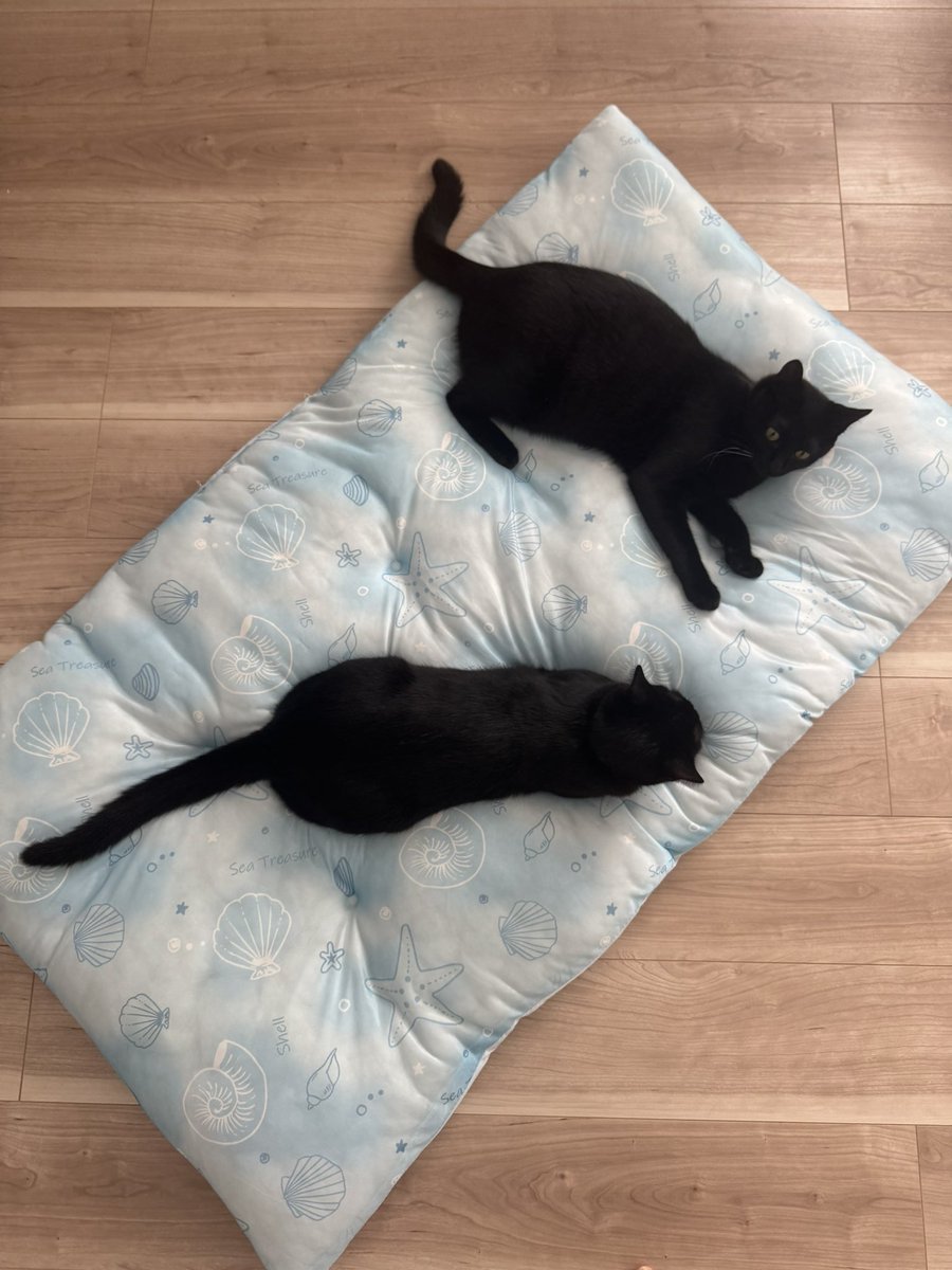 monnnak0's tweet photo. 人間より先にひんやりクッションを占領する猫たちです❄️
クリアカードと撮るの難しくて可愛いとは程遠い顔に…
#わんにゃん一旦納涼TONIGHT
#にじロイヤルカナン https://t.co/5sDdOTZSHF