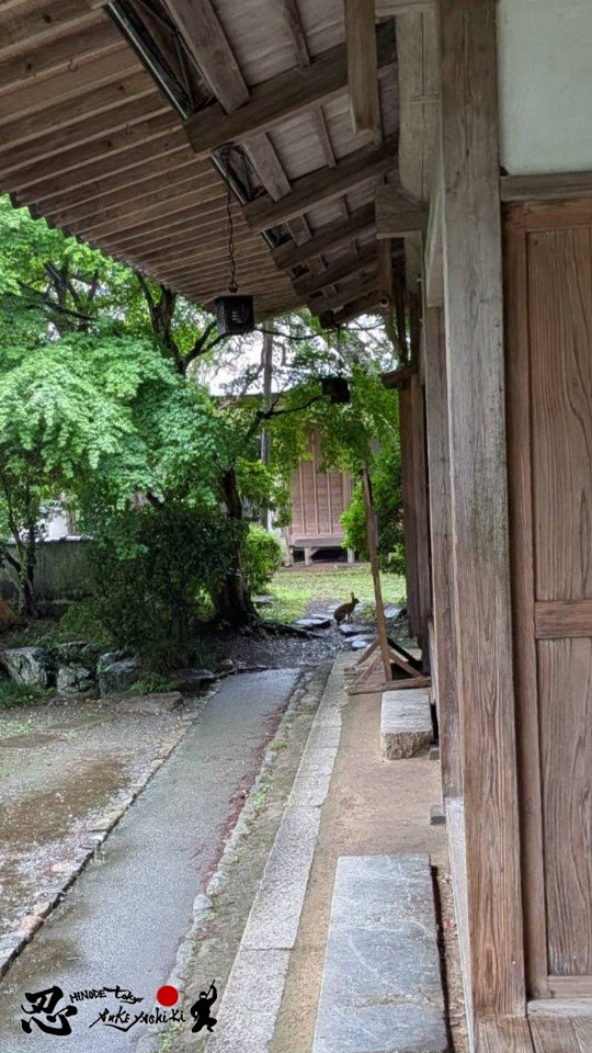 HinodeBuke's tweet photo. Staff day at Tokyo Hinode Bukeyashiki!🥷 Airing out rooms at 8AM, I saw a wild rabbit🐰✨ Such a peaceful morning in Hinode's mountain village.
...Then, the kids went wild at the Ninja Experience! Love this calm &amp; exciting gap👏

#NinjaExperience #VisitTokyo #Tokyo #samurai https://t.co/86PIMlEJT4