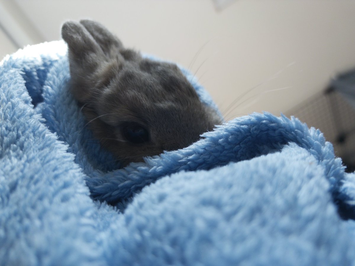 bloodlustvoid's tweet photo. i'm just a little baby, what can i say? https://t.co/M66lpbaTQj