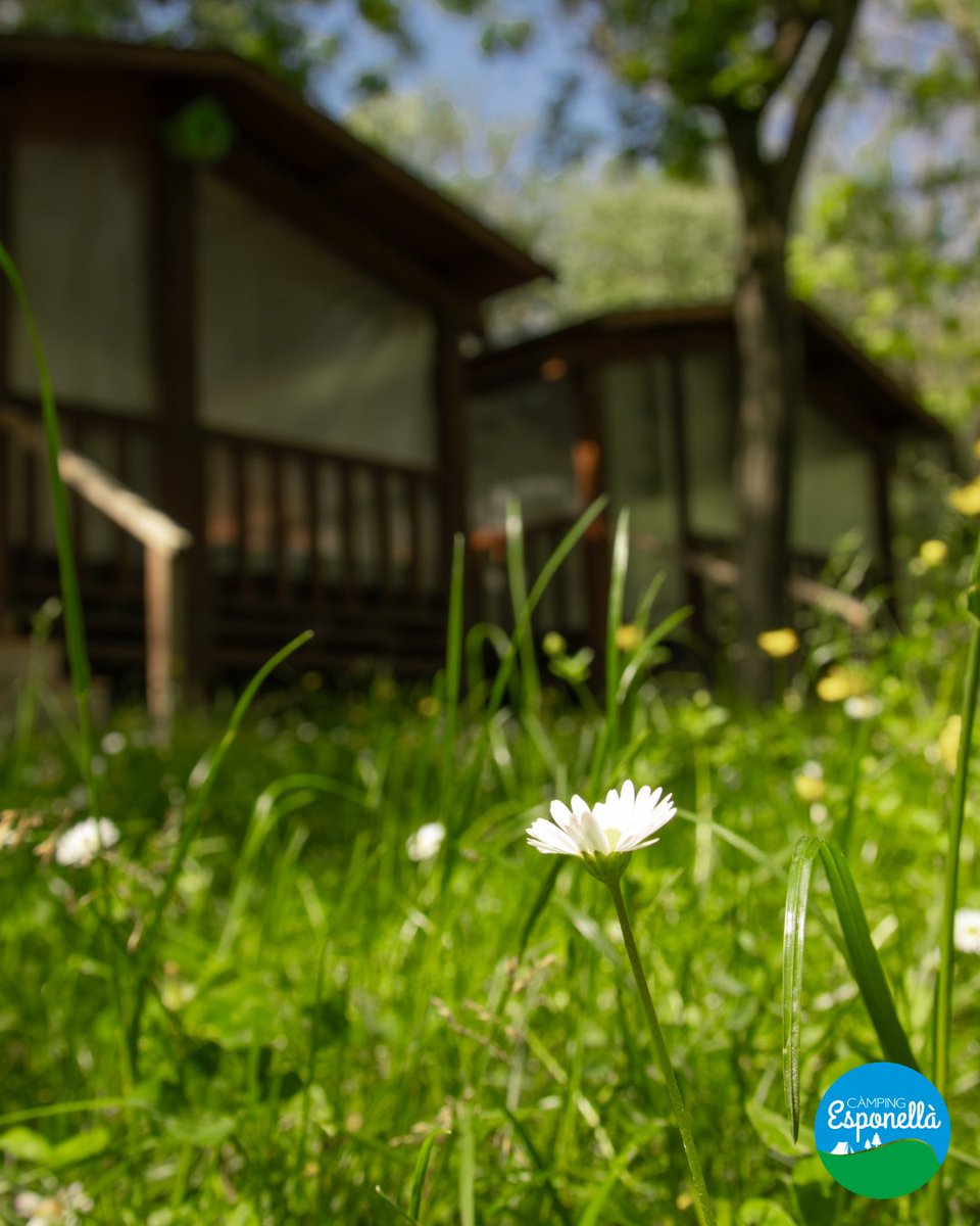 campesponella's tweet photo. Encara no han arribat les #vacances? Ànims, que ja s’apropa l’agost! Potser una #escapada aquest de setmana us dona una mica d’aire... ✨ Voleu venir a respirar pau i vacances amb nosaltres? 🌳 #campingesponella #campingsGirona #campingsenfamília #turismefamiliar #turismefamiliar https://t.co/xTgoECQPf2