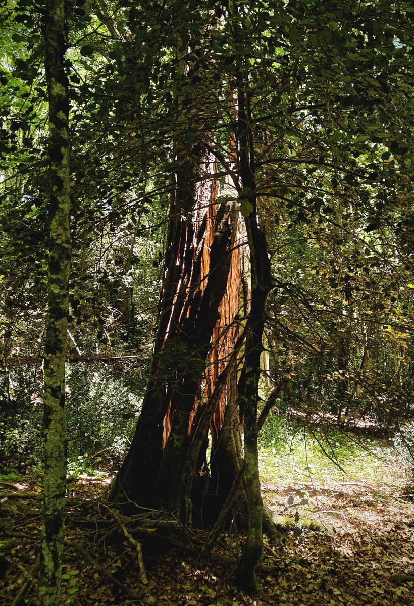 chiraleaf's tweet photo. Found the Erdtree someone leave their sign quickk https://t.co/VoaBIlYTPC