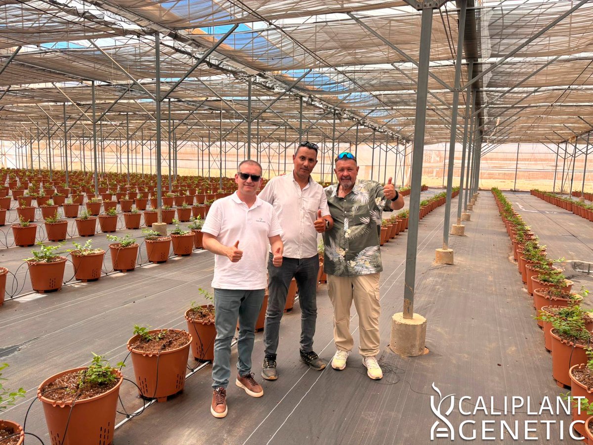 cpgenetic's tweet photo. 🫐 El equipo de Caliplant Genetic junto al equipo de BLOOM FRESH en Egipto han realizado una visita de soporte técnico para el seguimiento de un nuevo proyecto de las variedades Matias® y Alessia Blue® y Abril Blue® en este país. https://t.co/EN3xYx6aIn