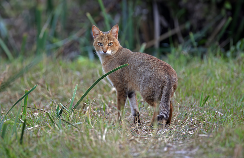 FelidaeFund's tweet photo. An exciting new study in India mapped the distribution of jungle cats throughout the country. Details showed that jungle cats require more than just a dense jungle ecosystem, needing warm, open landscapes with a moderate amount of rainfall. 1/4 https://t.co/916eVJn2wH