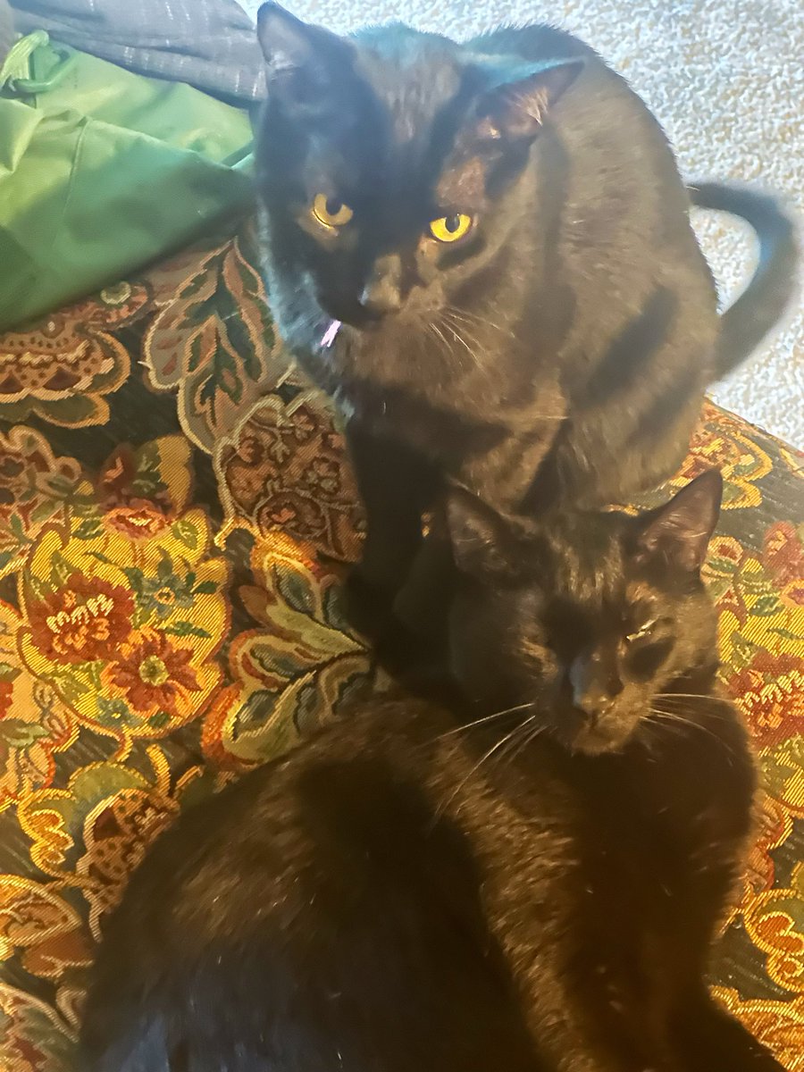 BootsBinx's tweet photo. Us bros here to wish all our furiends a fabulous week ahead!  Hoping everything goes your way! ♥️🐈‍⬛🐾🐈‍⬛♥️ https://t.co/tmoSdBoRbH
