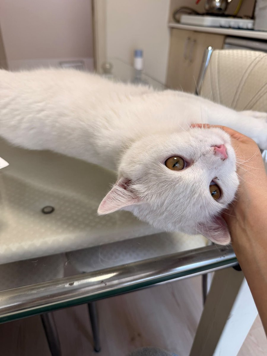 eskhayvansever's tweet photo. Erkek 
Sağır 
Kısır 
1 1.5 yaş civarı 
Evden atılmış 
Evlere girmeye çalışıyor
Cins kedi
Aşırı sakin korkak
İletişim +90 532 172 94 84 https://t.co/TOV7b1XJ2a
