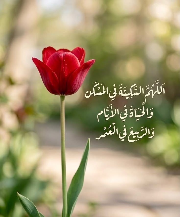 💎حـنان💎 tweet media