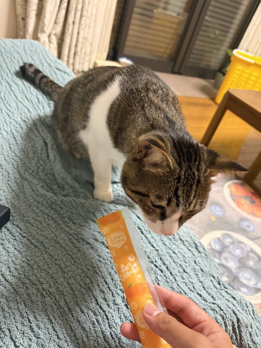 phone200609's tweet photo. ちゅーるだとおもって近づいて来たけどゼリーなんよ。ごめんな https://t.co/J3bnd9YpIf
