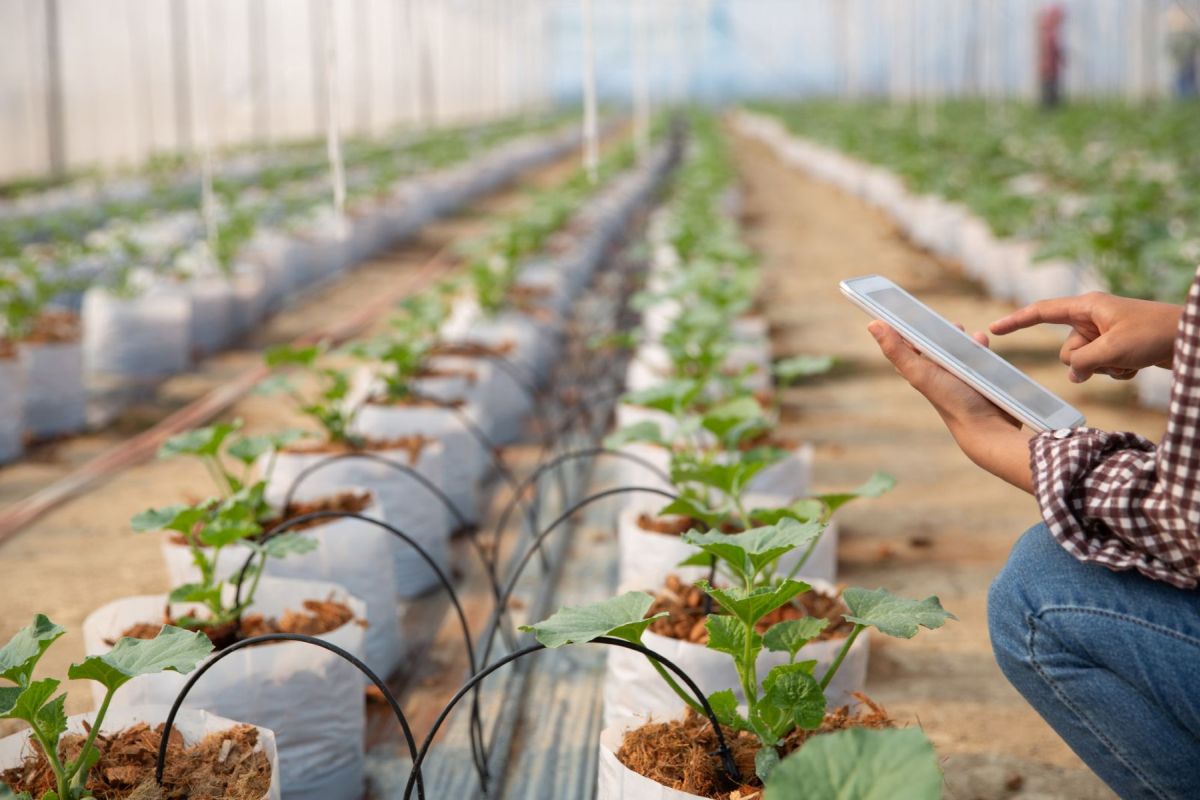 WineNewsIt's tweet photo. Lo #smartfarming diventa una priorità globale per garantire la #sicurezzaalimentare. La strategia @FAO per produrre di più consumando meno risorse punta sull’#agricolturaintelligente, e guarda al #modellodigitaleitaliano, https://t.co/IZDWk7cbrA https://t.co/n83UmgXwam
