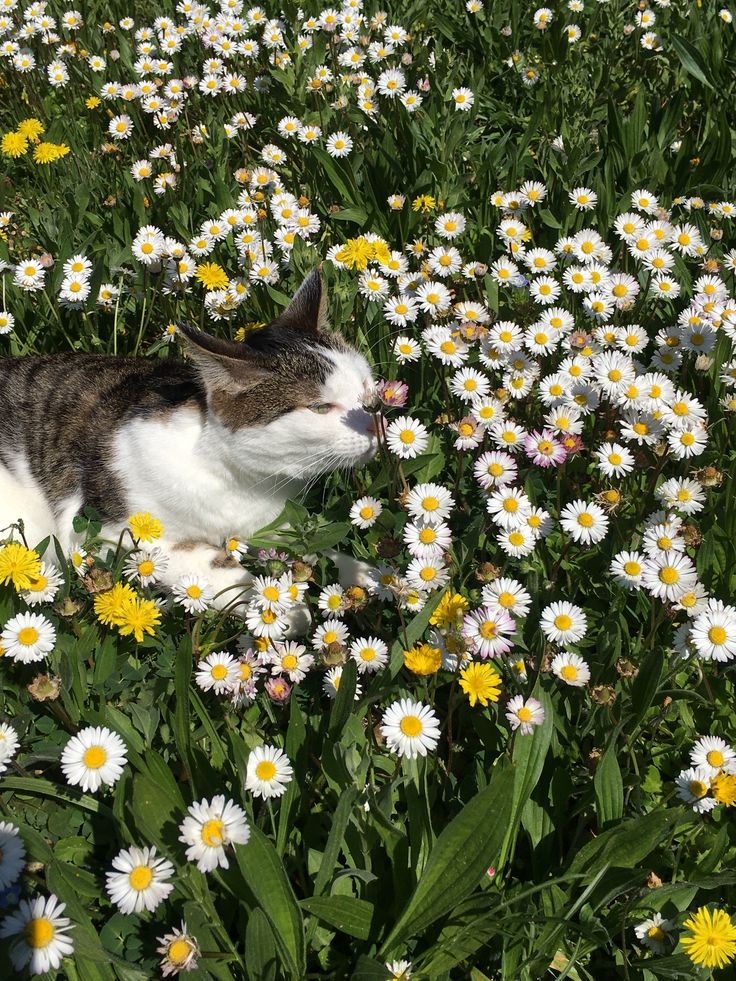 oceannvibe's tweet photo. Cat and flowers 💖 https://t.co/B8rbBj9uJY