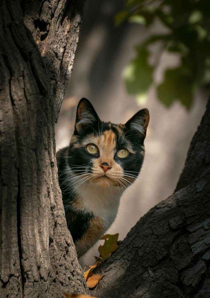 DailyCatsX's tweet photo. https://t.co/xPJOUScyTr