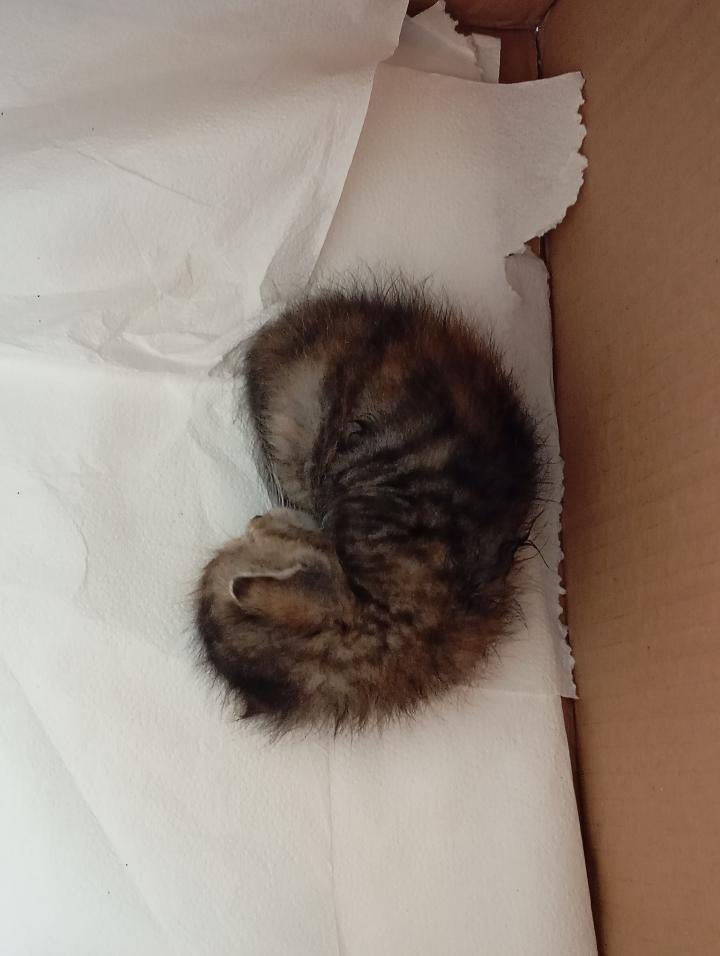 HatemBenArdaa's tweet photo. ankara yeni doğmuş kedi sahiplendirebilir miyiz 

iletisim:05302065367
adres: Ankara kecioren esertepe https://t.co/q8RMc9J0SD