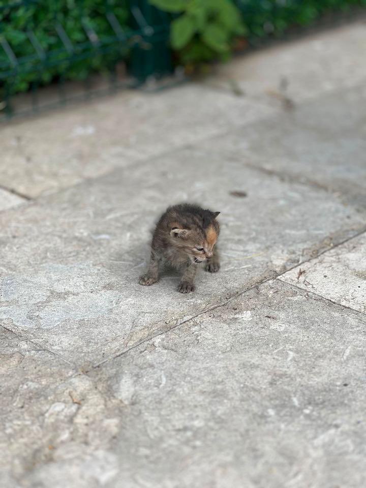 HatemBenArdaa's tweet photo. ankara yeni doğmuş kedi sahiplendirebilir miyiz 

iletisim:05302065367
adres: Ankara kecioren esertepe https://t.co/q8RMc9J0SD