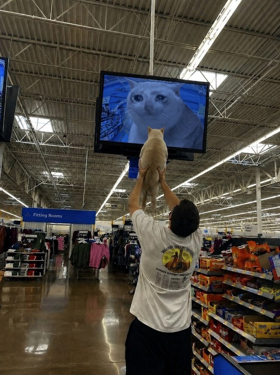 Cash Cat tweet media