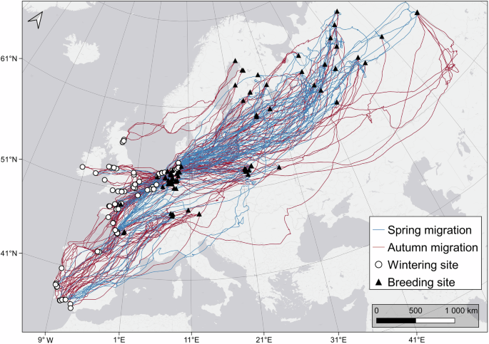 CommsBio's tweet photo. High annual-cycle repeatability suggests low flexibility to environmental changes in a near-threatened migratory shorebird: Communications Biology, Published online: 30 May 2026; doi:10.1038/s42003-026-10371-0Long-term GPS-tracking of the near-threatened… https://t.co/mEJh2IS0Ql https://t.co/mb6ZK2MPZf