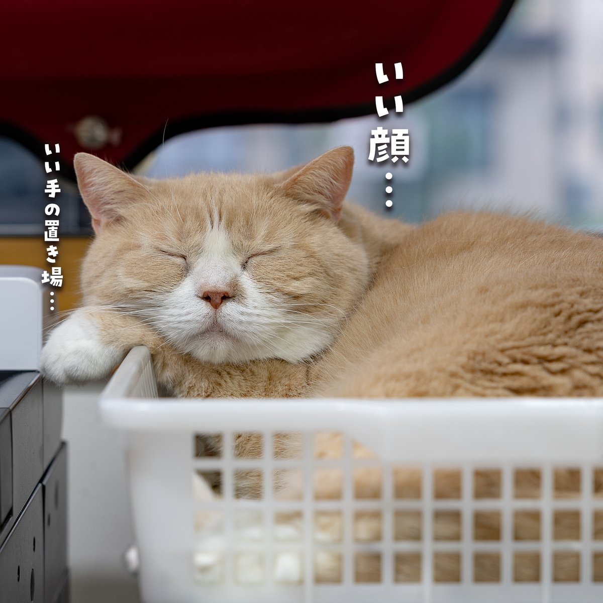TommyYuzu's tweet photo. いいお顔…🐱💤

カゴのフチにお顔をのせて、
この満足そうな寝顔。

しかも左手の置き場所まで完璧…😆

これはもう、
「今日のベストポジション見つけたニャ」
って顔ですね🐾

見てるだけで眠くなる…💤

#猫 #100均カゴ #猫のいる生活 #猫好きさんと繋がりたい #ゆず https://t.co/IkQSP99JjY