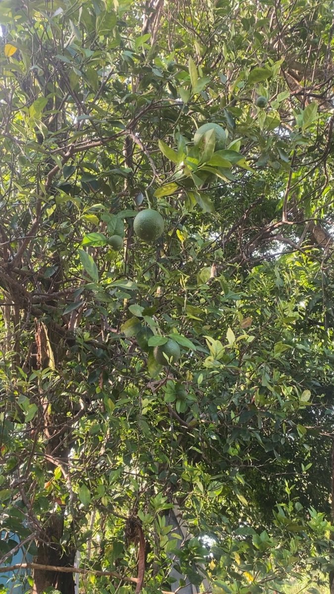 Cubillafjb's tweet photo. 🍋 Hoy toca cosecharle los limones a mamá. 💚
Y para los que dicen que la tierra está muerta... aquí siguen naciendo limones, mangos, nances y tamarindos. 🌿No se dejen llevar por cuentos de cuenteros. 
#LaPintada #Coclé #Panamá507 #Interiorano #CampoPanameño #OrgulloInteriorano https://t.co/7rD3ilczd3