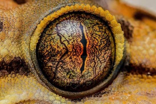 worstgirlia's tweet photo. Lae'zel's gecko eyes are so dear to me https://t.co/zkXc5YpATN