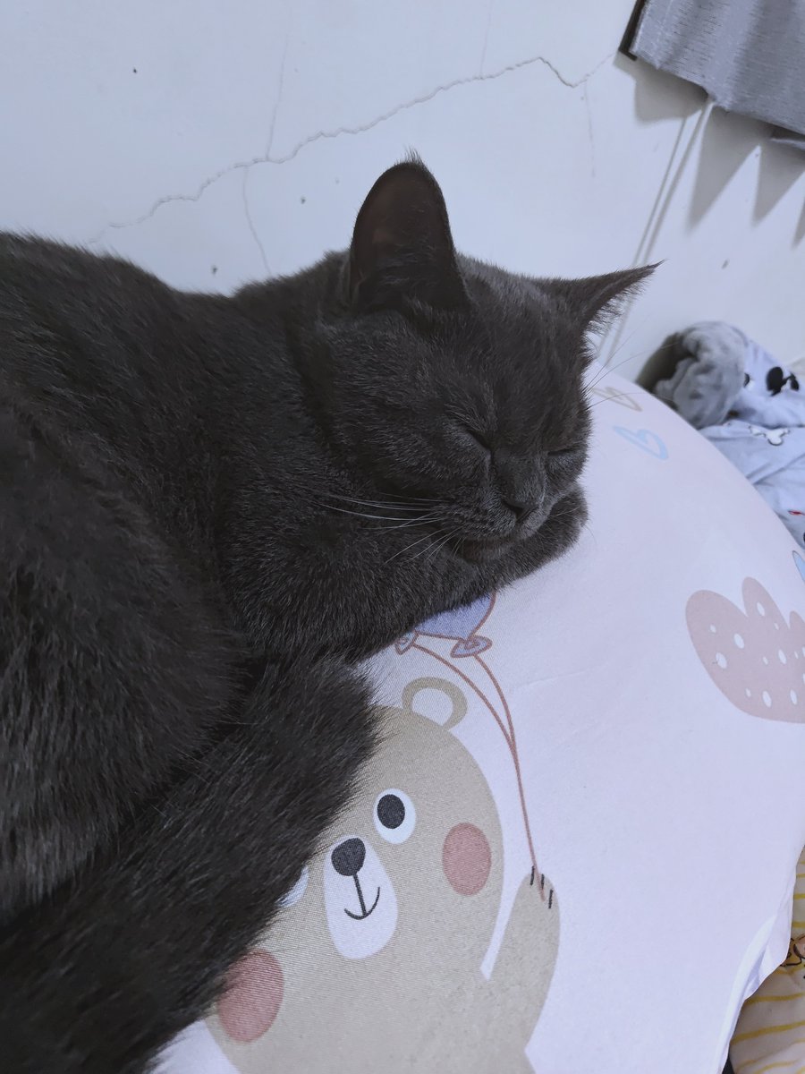 Rrain_1109's tweet photo. 看著妳睡覺好療癒
在家真的是舒服
外面熱死了
真想找個人包養，笑死了🤣🤣

#水電
#新竹 https://t.co/cn49UHiFaj