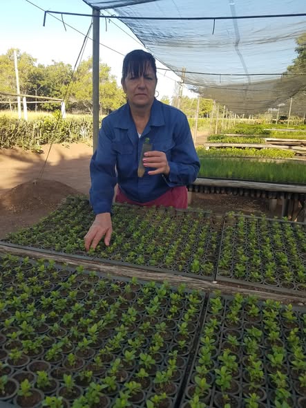Agroforestal_VC's tweet photo. 🌱 En el vivero Espinal se producen posturas de guayaba, tamarindo y marañón, destinadas a la venta y a cordones en los bordes de plantaciones forestales 🌲. La siembra de frutales aporta diversidad, alimento 🥥, belleza 🍃 y favorece la fauna.
@Yadira_Forestal @DalvysMerc46126 https://t.co/MfS3XlZsCy