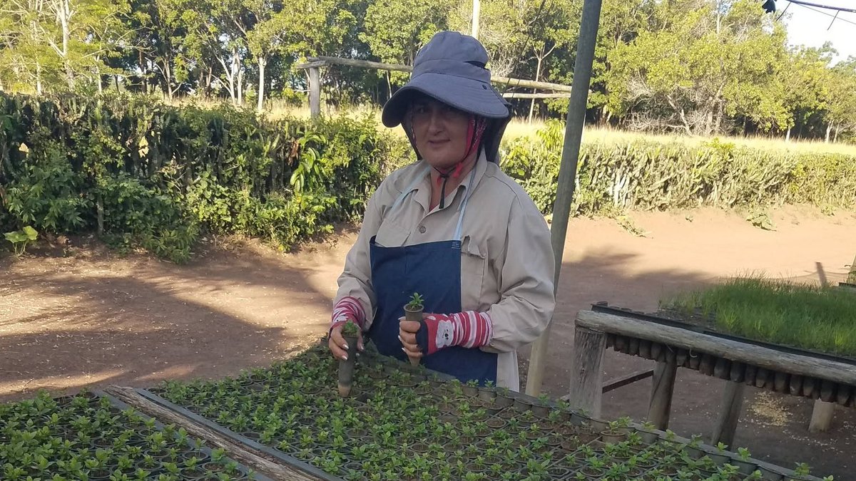 Agroforestal_VC's tweet photo. 🌱 En el vivero Espinal se producen posturas de guayaba, tamarindo y marañón, destinadas a la venta y a cordones en los bordes de plantaciones forestales 🌲. La siembra de frutales aporta diversidad, alimento 🥥, belleza 🍃 y favorece la fauna.
@Yadira_Forestal @DalvysMerc46126 https://t.co/MfS3XlZsCy