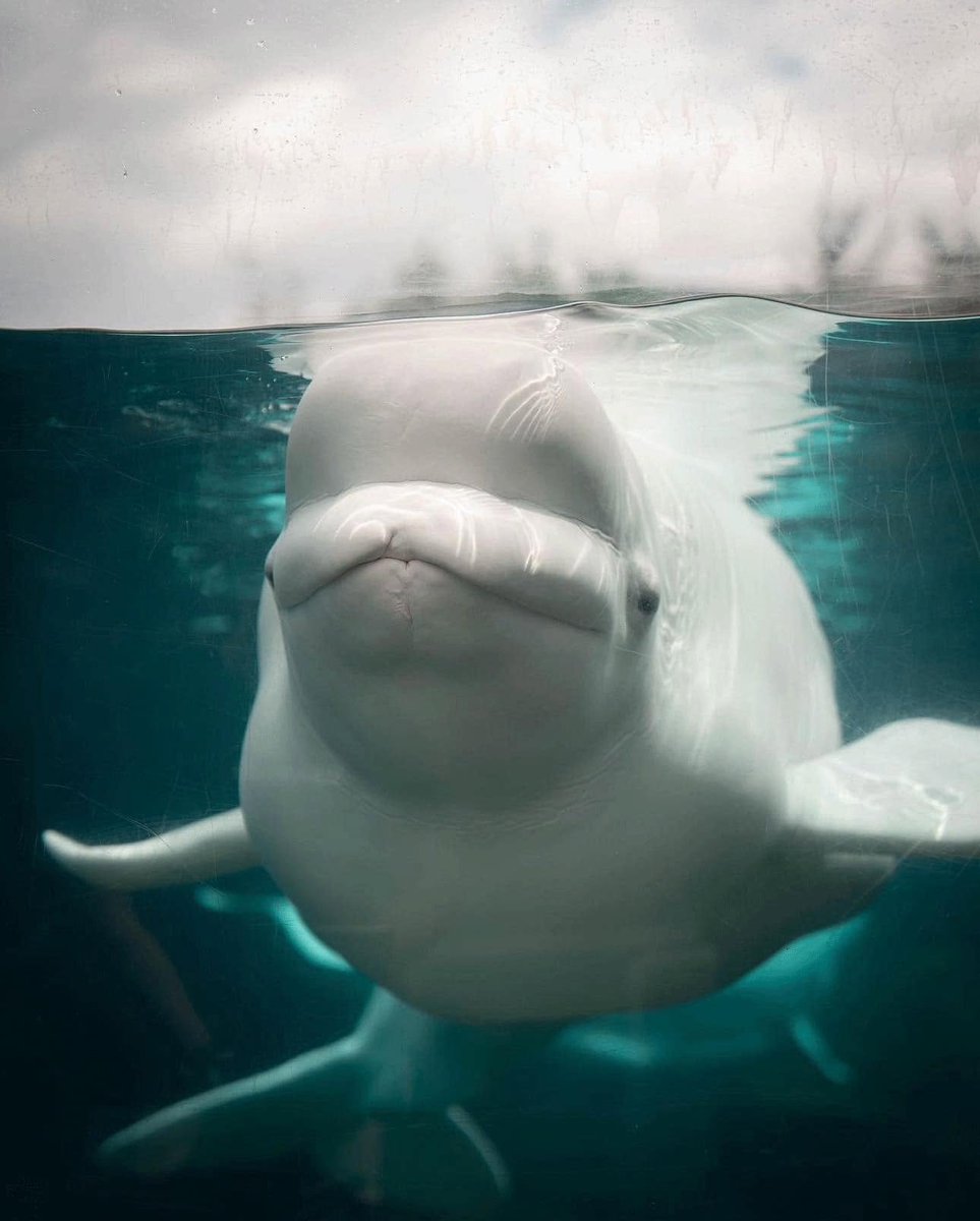 Mystic Aquarium tweet media