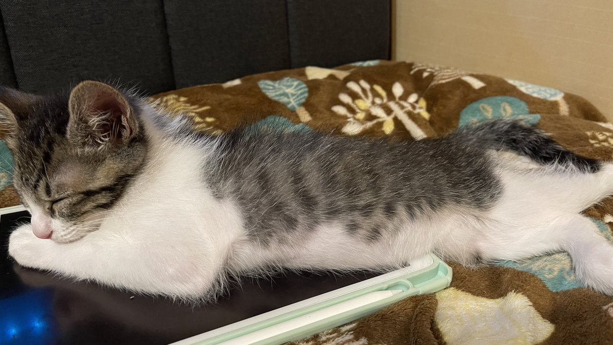 haramiwo's tweet photo. このちょっと毛が薄いぽんぽこりんが可愛いんだぁぁぁぁぁ！！！！！っていうのが伝わってほしい飼い主。 https://t.co/39c28QOnwS