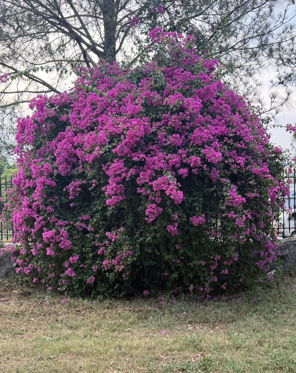 Muhamma98078169's tweet photo. “Bougainvillea is passionate; it’s the wild beauty of nature.” – Jean Patou https://t.co/2x7082t7Nx