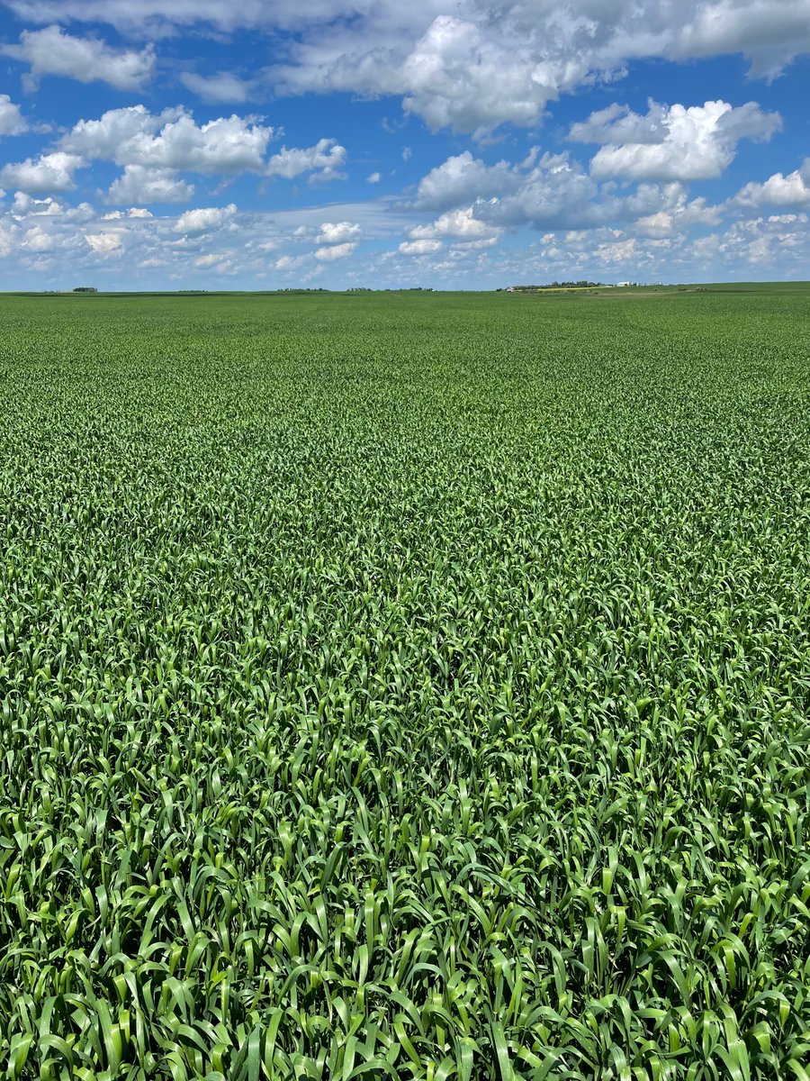 ProvenSeed's tweet photo. Beautiful, even establishment across the field starts with timely rainfall. The uniformity, canopy, and yield potential? That's where AAC Broadacres VB takes over.
#GeneticsMatter #ProvenSeed #WheatCountry #Canadianwheat #WesternCanadianAg #YieldPotential #FieldPerformance https://t.co/nE2eRsTJoq