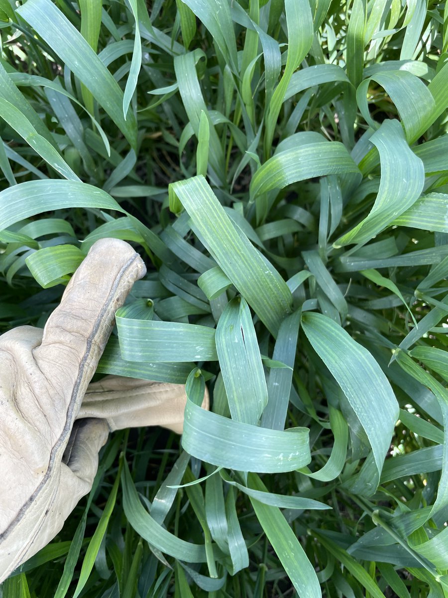 ProvenSeed's tweet photo. Beautiful, even establishment across the field starts with timely rainfall. The uniformity, canopy, and yield potential? That's where AAC Broadacres VB takes over.
#GeneticsMatter #ProvenSeed #WheatCountry #Canadianwheat #WesternCanadianAg #YieldPotential #FieldPerformance https://t.co/nE2eRsTJoq