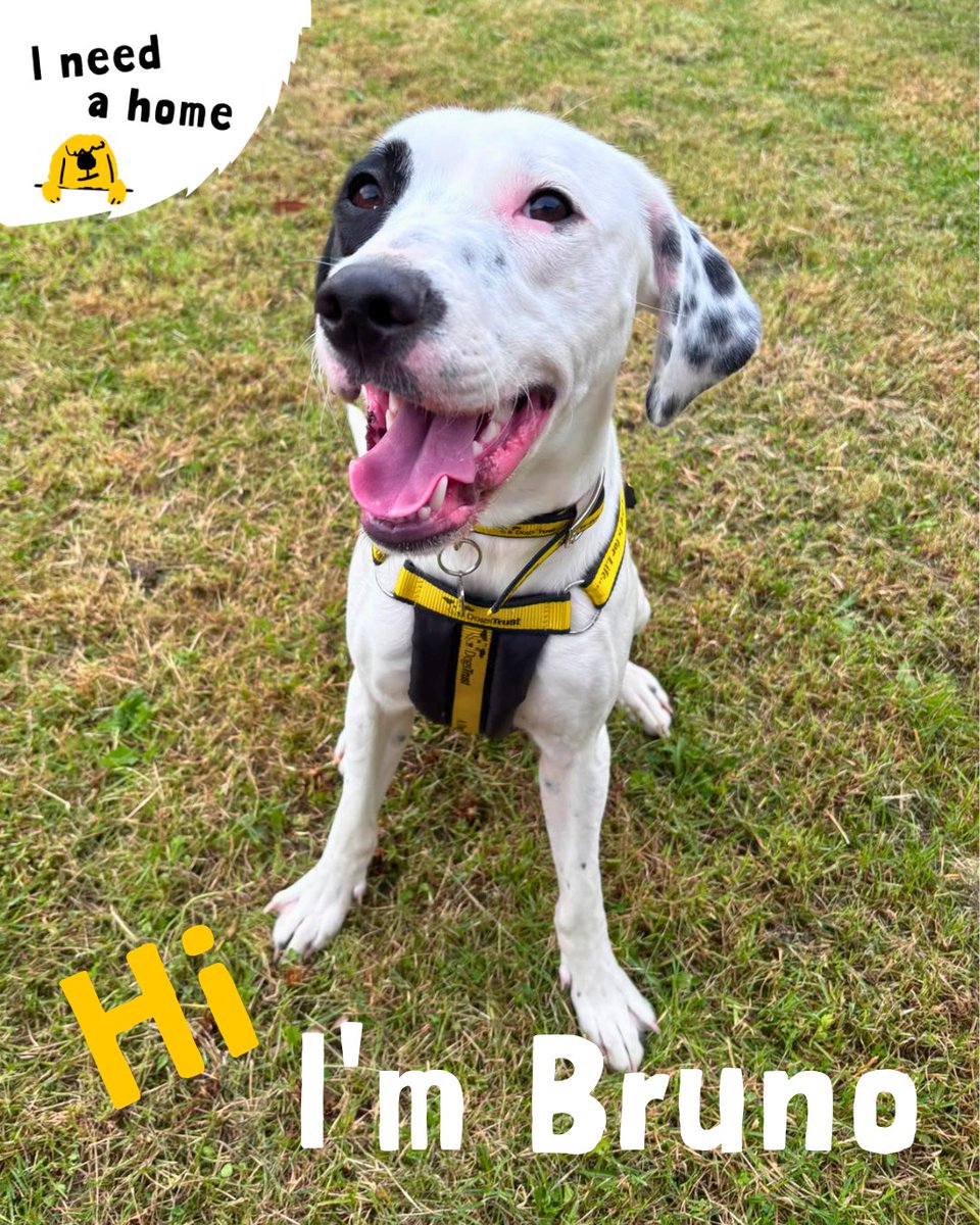 DT_Dundee_'s tweet photo. 💛 Meet Bruno! 💛

Bruno is a 1-year-old Staffie cross who’s gentle, playful and full of young dog enthusiasm 🐾 He loves his toys and is settling in while we get to know him. 

@DogsTrust #DogsTrustDundee #ADogIsForLife #RehomeMe https://t.co/rHnnk69Pyz