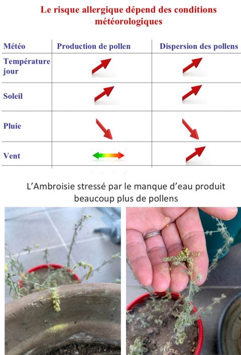 FrancePollens's tweet photo. 🌡️🌞 Canicule : pourquoi les allergies aux pollens peuvent-elles s’aggraver ?

Après un premier épisode marqué fin juin, une nouvelle vague de chaleur s’installe cette semaine sur une grande partie de la France. Au-delà des effets bien connus sur la santé, ces conditions météorologiques peuvent aussi favoriser les allergies aux pollens.

☀️ Un temps chaud, sec, ensoleillé et venteux favorise à la fois la production de pollens par les plantes et leur dispersion sur de longues distances.

📸 La photo ci-dessous en est une illustration : ce plant d’ambroisie, que j’ai volontairement non arrosé pendant 4 semaines et exposé en plein soleil, a subi un fort stress hydrique. En réaction, il a produit et libéré une très grande quantité de pollens, visibles à l’œil nu sous forme de poudre jaune.

👉 Ce phénomène montre que le manque d’eau peut stimuler la production de pollen chez certaines espèces allergisantes, notamment l’ambroisie. Elle résiste aussi tres bien à la sécheresse grâce à ses racines profonde et pivotante!

⚠️ Autre facteur aggravant : l’ozone. Lors des fortes chaleurs et d’un fort ensoleillement, les concentrations d’ozone augmentent. Ce polluant irrite les voies respiratoires, les rend plus sensibles aux allergènes et peut accentuer les symptômes chez les personnes allergiques. Il peut également augmenter le pouvoir allergisant des grains de pollen.

🌿 Si les conditions chaudes, sèches, ensoleillées et venteuses persistent cet été, les émissions de pollens d’ambroisie pourraient être particulièrement importantes en août et septembre, avec un risque allergique élevé pendant plusieurs semaines. Les premiers grains de pollen d’ambroisie devraient d’ailleurs être détectés sur nos capteurs dès la mi-juillet, avec un peu d’avance cette année.

📍 Cette semaine, les personnes allergiques doivent surtout rester vigilantes face aux pollens de graminées, avec un risque d’allergie moyen sur la quasi-totalité du territoire.

💚 Bon courage à toutes les personnes allergiques ! Pensez à consulter régulièrement la carte de vigilance pollinique de France Pollens et à suivre nos conseils pour limiter votre exposition

#FrancePollens #Pollens #Allergies #Canicule #Ambroisie