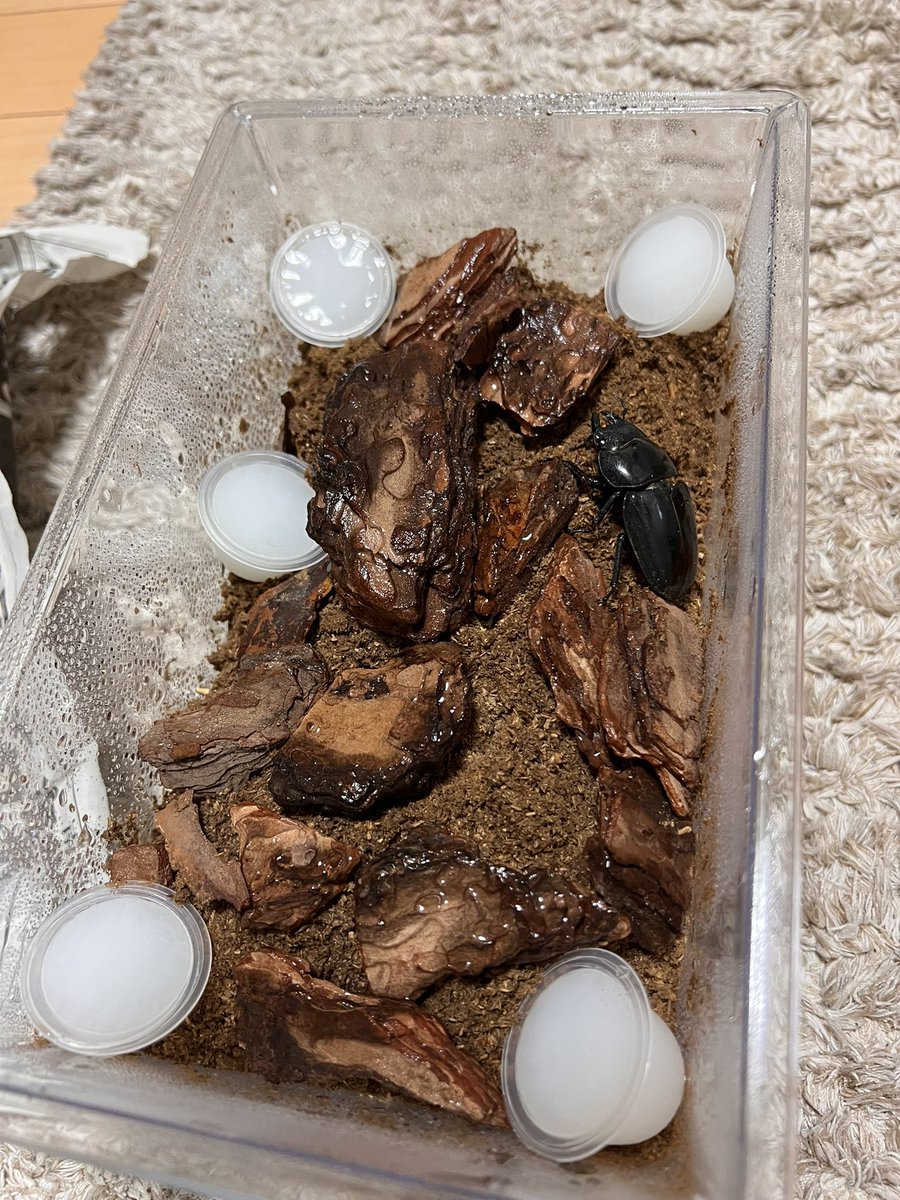 8Sfree's tweet photo. kuni スマトラ 一発ハンドペアリング成功。
元気にたくさん産んでくれますように。 https://t.co/D2PT6Cqof7