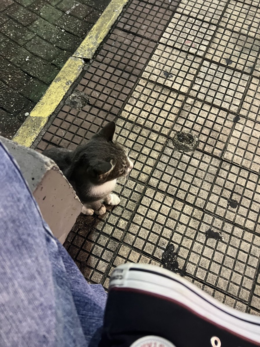 cicigarra's tweet photo. obrigada gatinho que ficou comigo na praça da gentilandia enquanto meu uber chegava https://t.co/iMjoCsdabH
