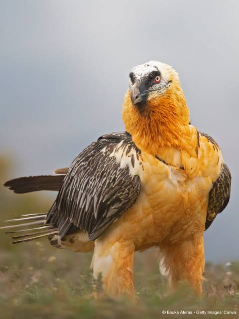 VulturePoster's tweet photo. Vulture: I am having a hair transplant surgery

Turkey: Its okay, I'll be here for you after

*Vulture wakes up after the surgery*

Vulture: Where's my Turkey??

Nurse: Who do you think gave you the hair? https://t.co/exLDt9JUpm