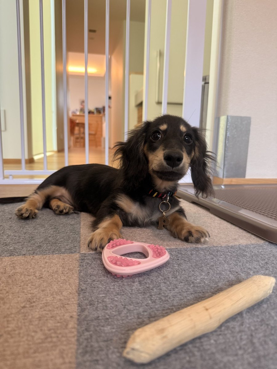 cure_hoshi's tweet photo. 潔癖症の人は犬（特に子犬）飼えないんだろうなー、と思いながら💩を食べた口を歯磨きする深夜。
普段はこんなにめちゃくちゃ可愛いのに😭
早く💩食べる時期終わりますように‼️ https://t.co/JWykznHLKc