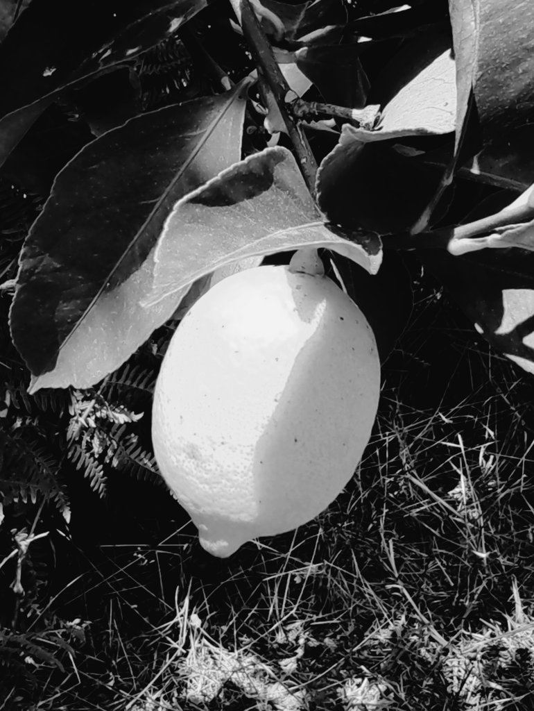 Kastanienzweig's tweet photo. Lemon ๐๐๐
#blackandwhite #BWhite #blackandwhitephotography https://t.co/N0RmKl398z