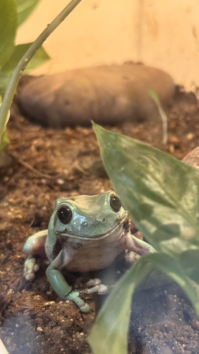 BalajiKasi_22's tweet photo. Came to my terrace for brunch and stayed till photoshoot ๐
Share Your Up-Close Photographs
#theme_pic_India_animals #smilingfrog https://t.co/AlCp3CO9su